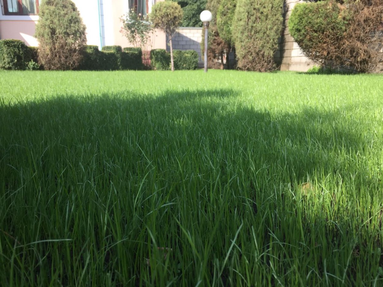 Всходы газона