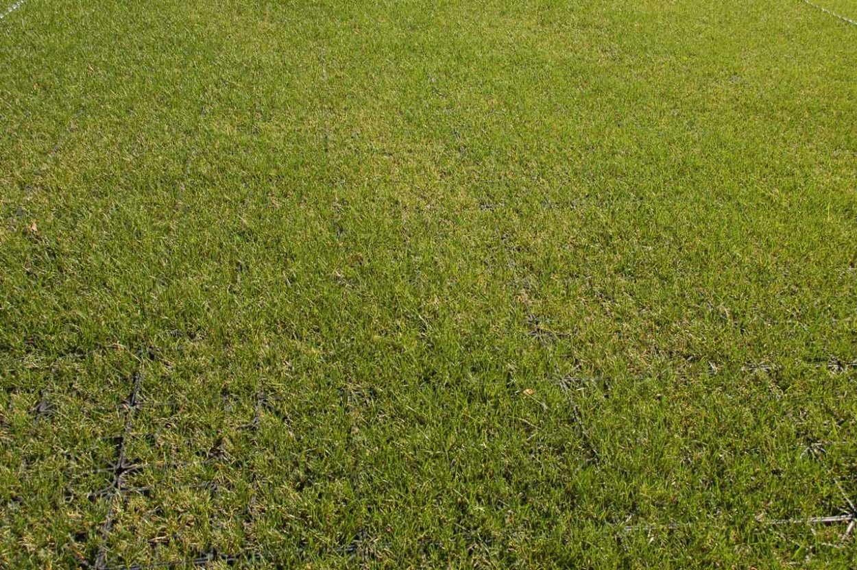 Ростки пшеницы на поле