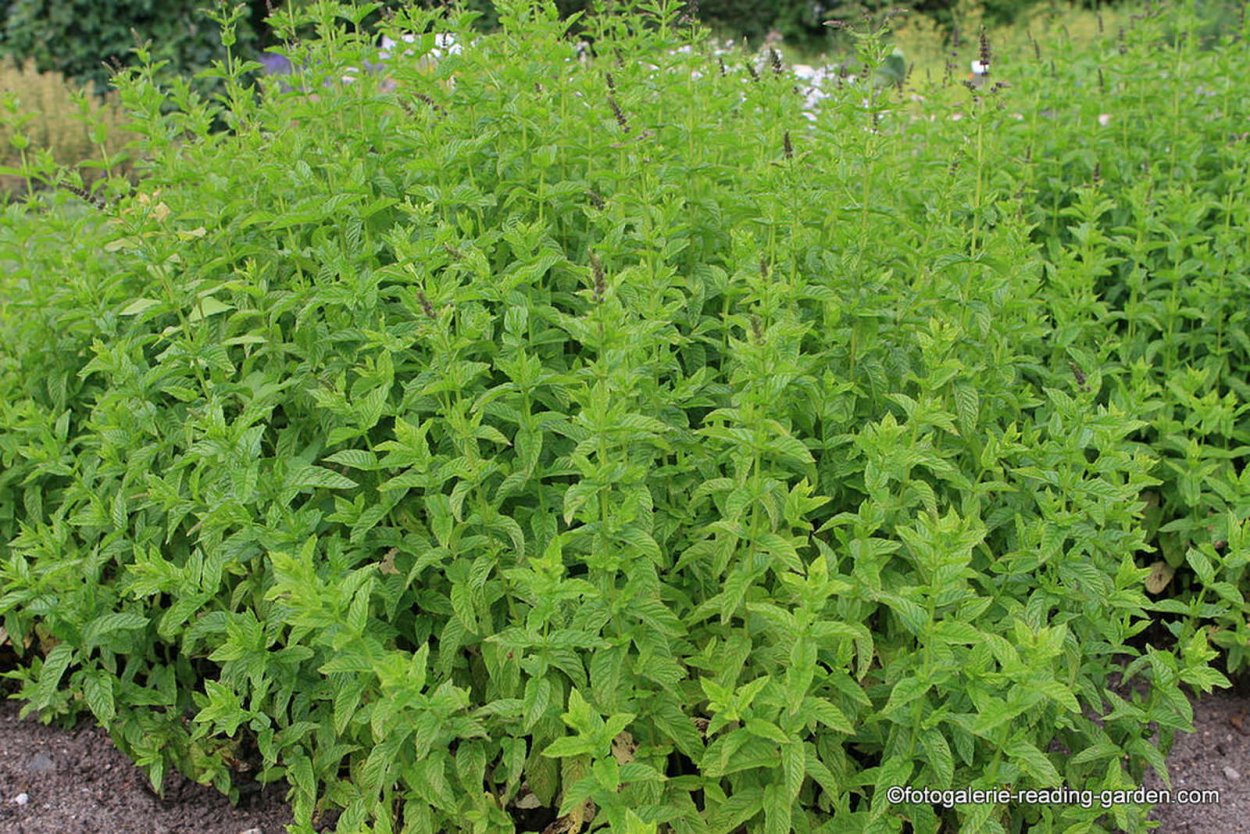 Мелисса Эрфуртская прямостоячая