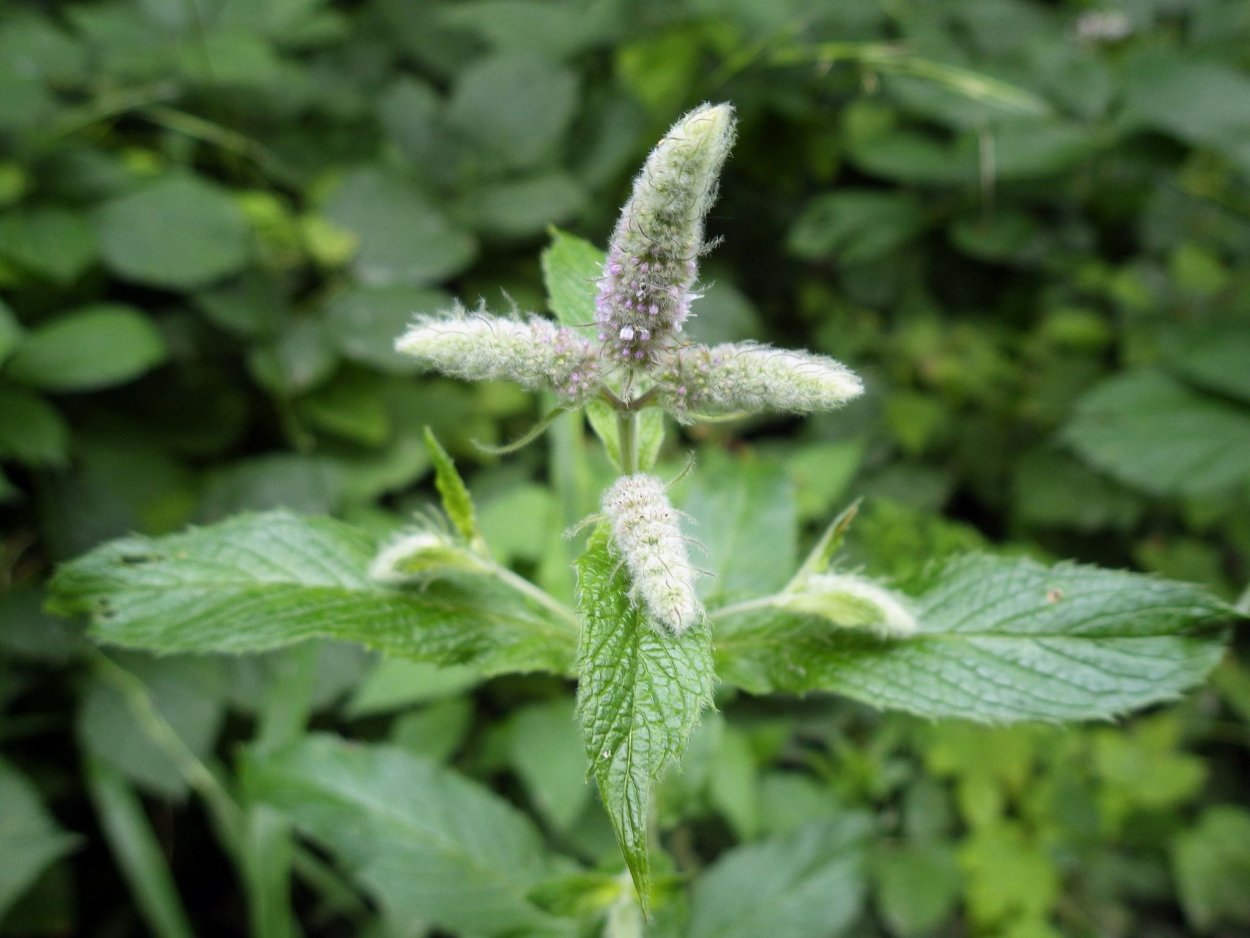 Мята длиннолистная