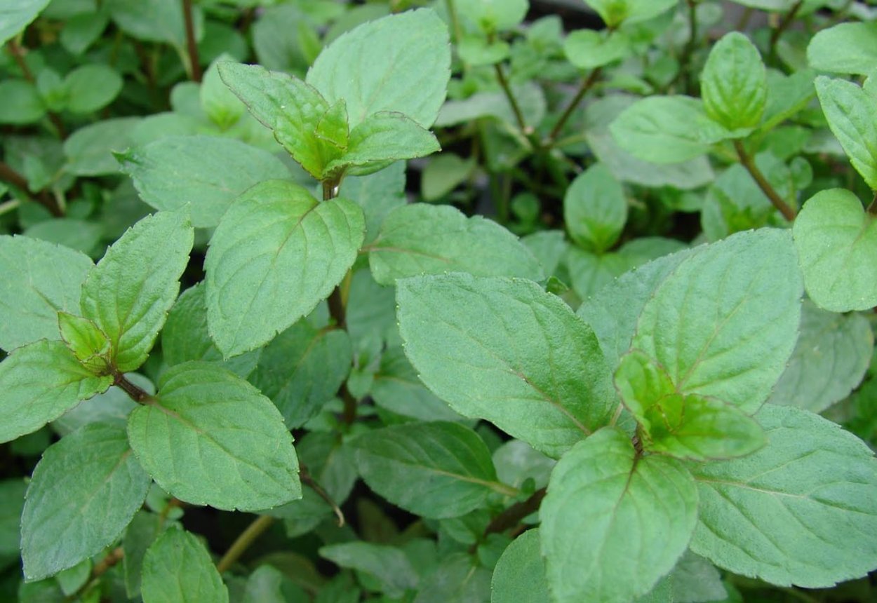 Мята перечная гибрид