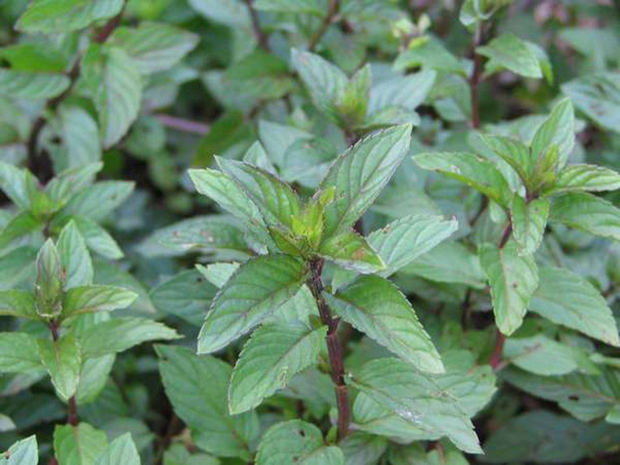 Mentha spicata 'Spanish