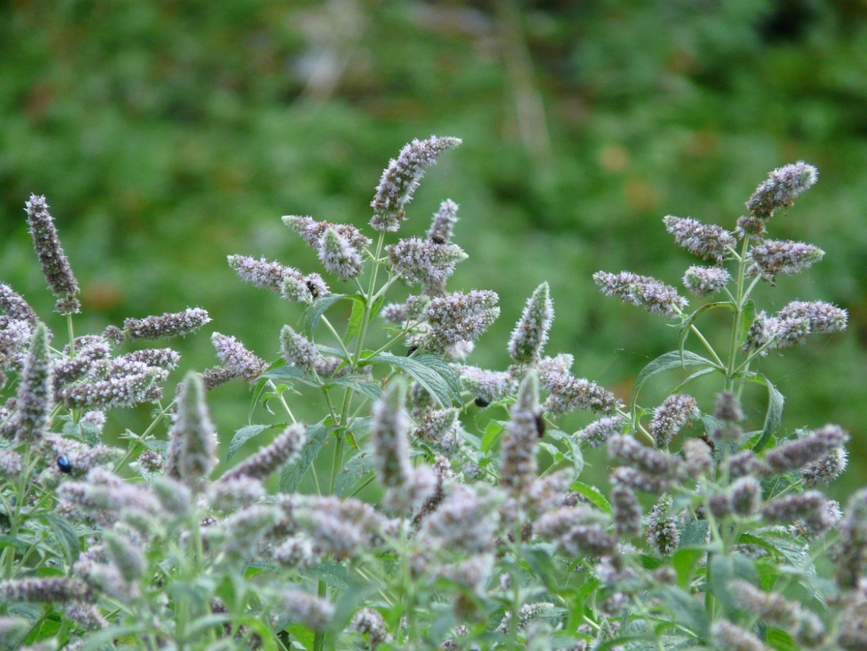Мята Колосовая (Mentha spicata)