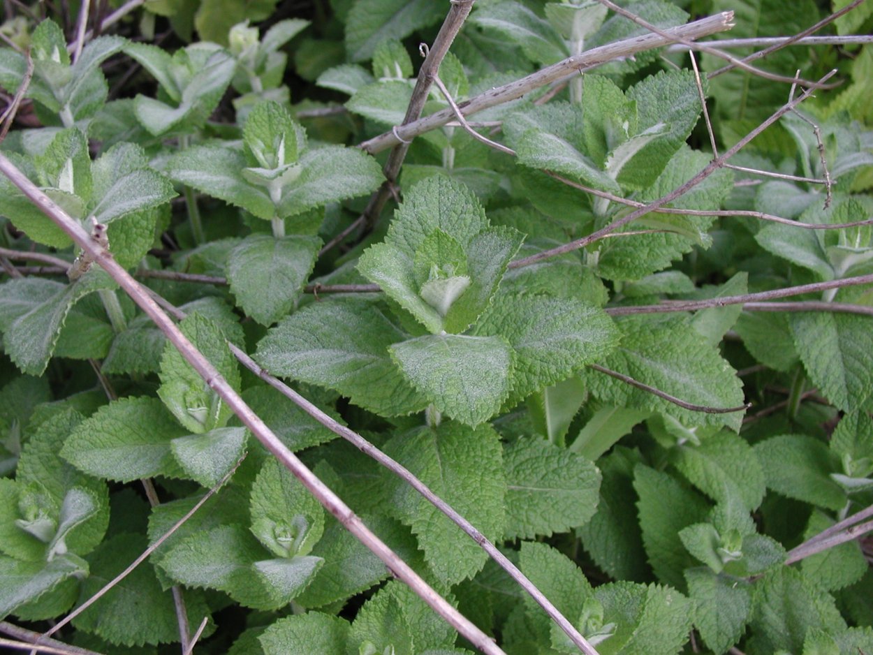 Mentha, AE F – мята
