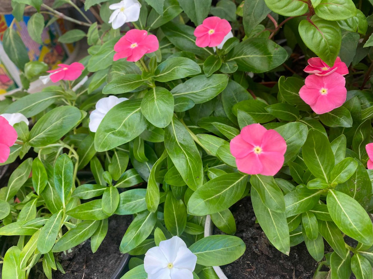 Катарантус Султан цветок