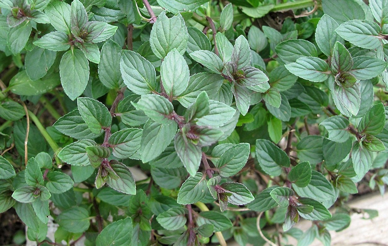 Мята перечная Mentha piperita сырье