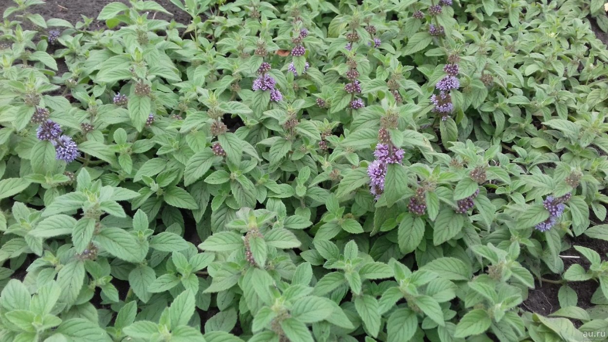 Mentha spicata "Spearmint