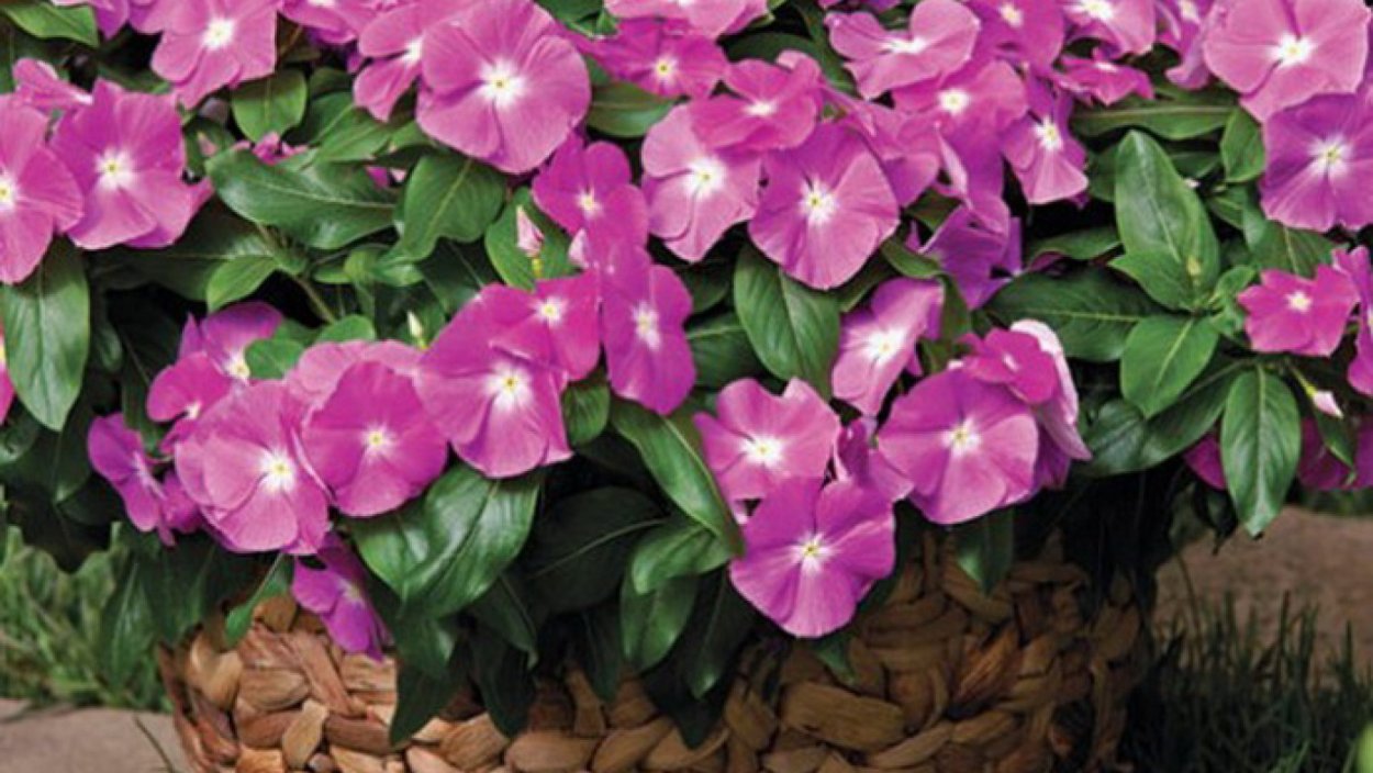 Катарантус дип орхид