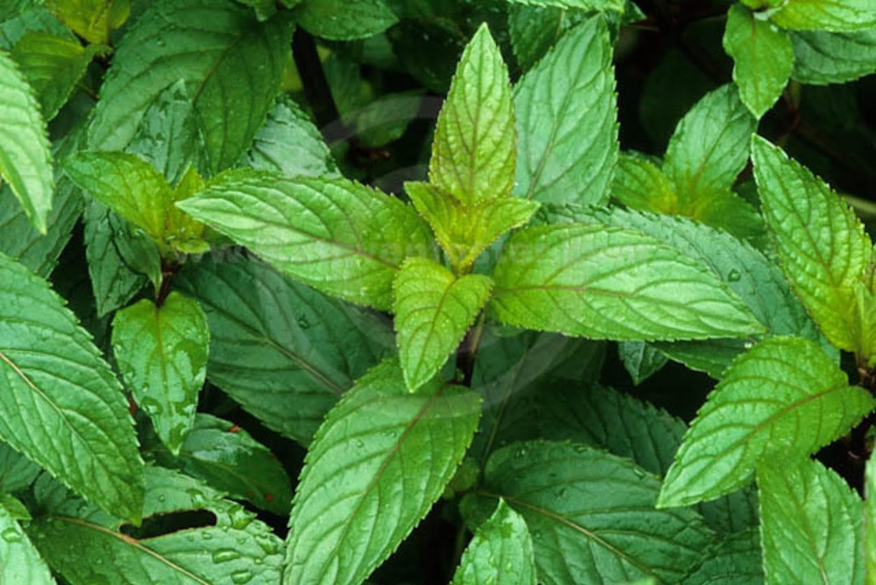 Китайская мята