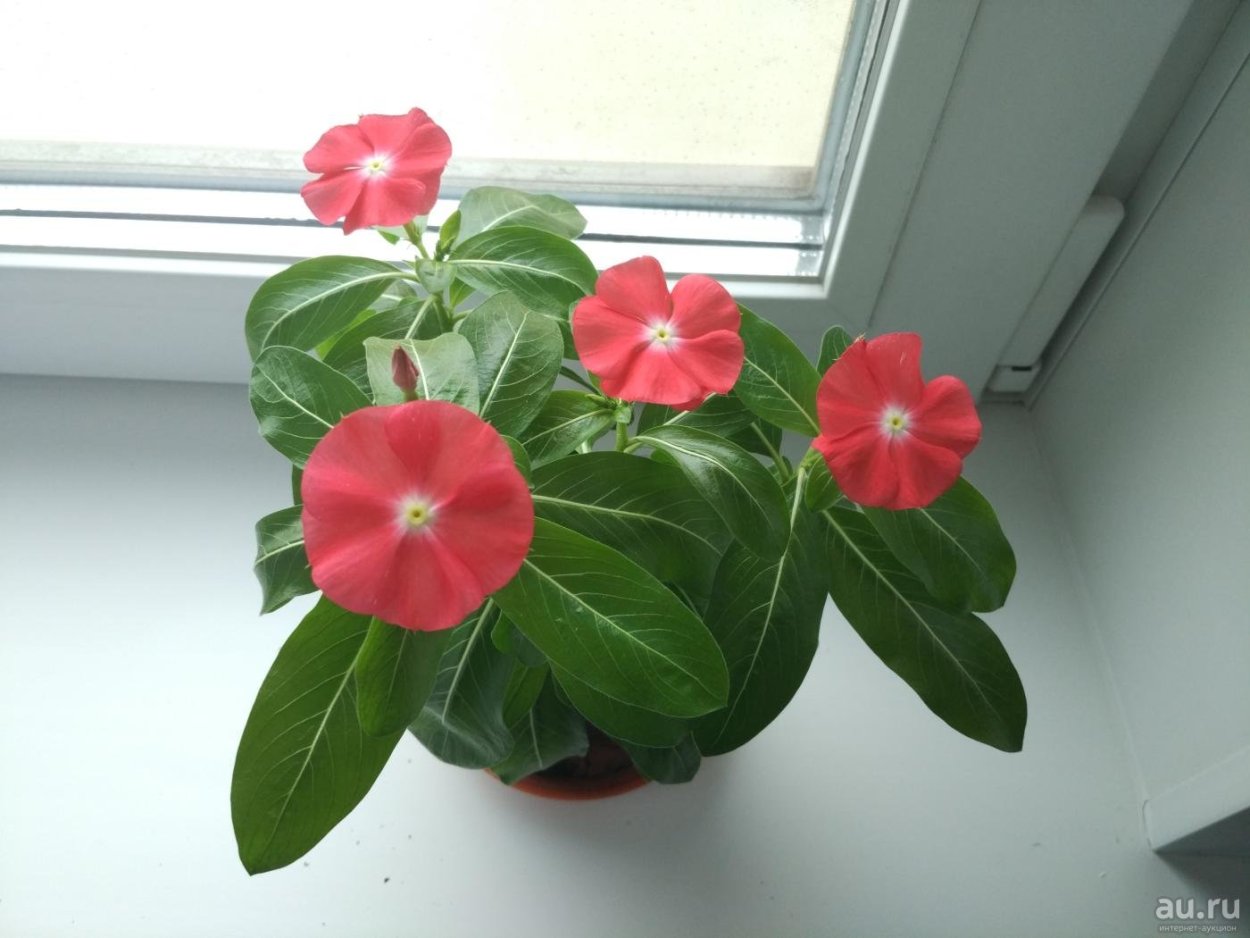 Катарантус Эприкот