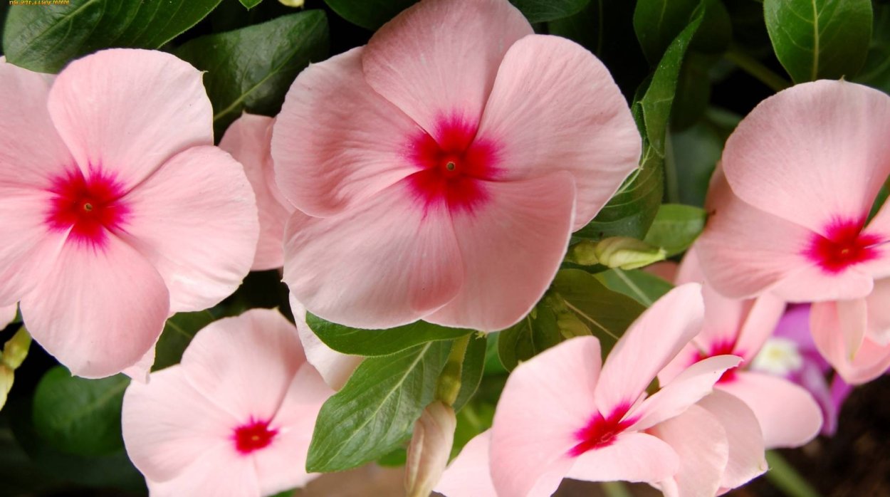 Катарантус Пацифика микс