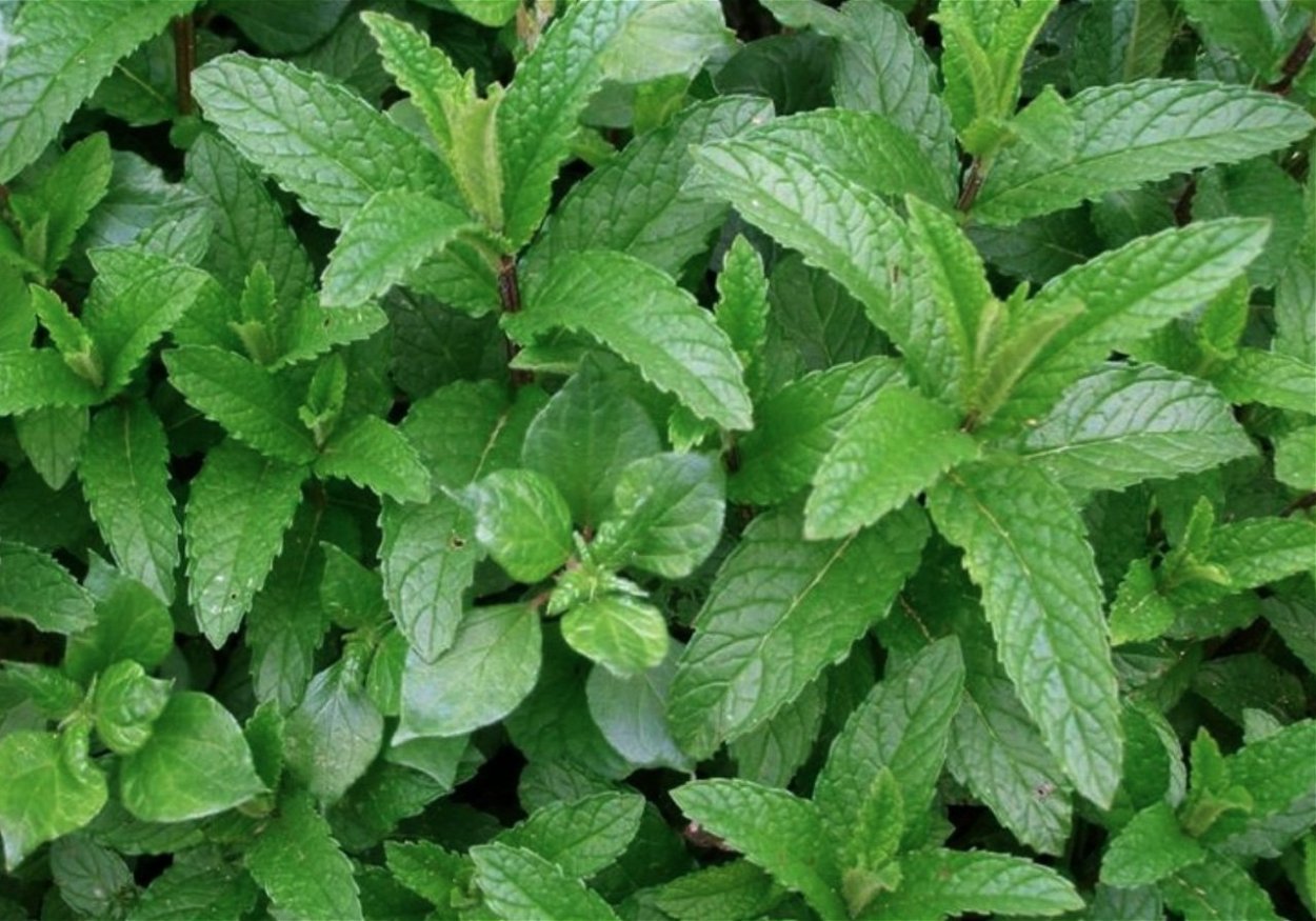 Мелисса длиннолистная