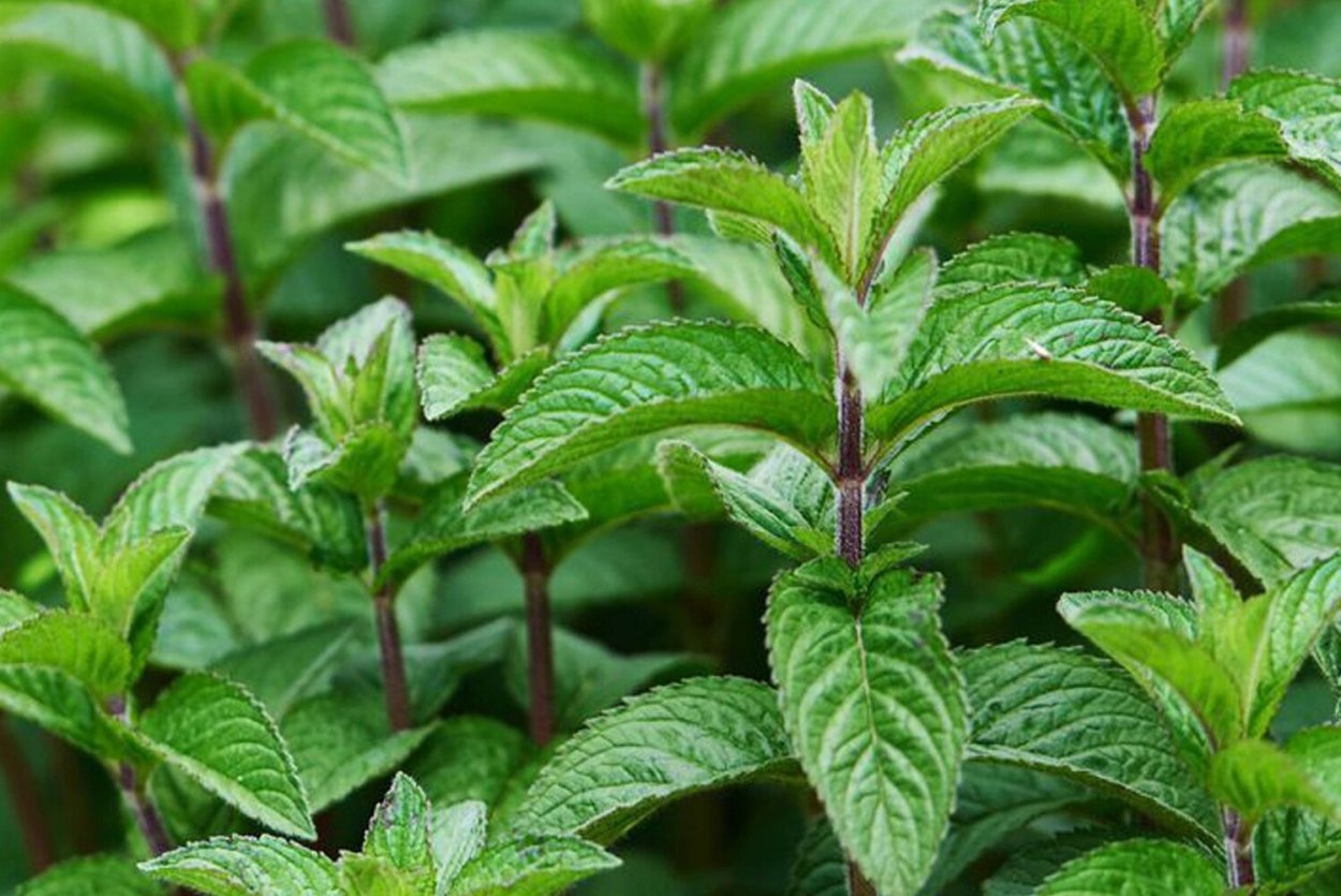 Мята перечная / Mentha x piperita "Pfefferminze" / (р9)