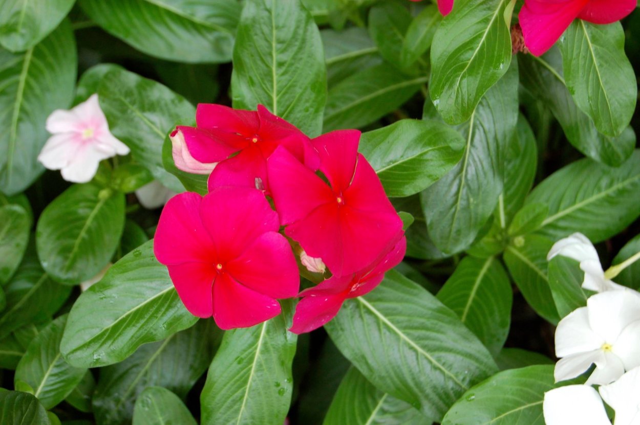 Катарантус Хитвейв черри