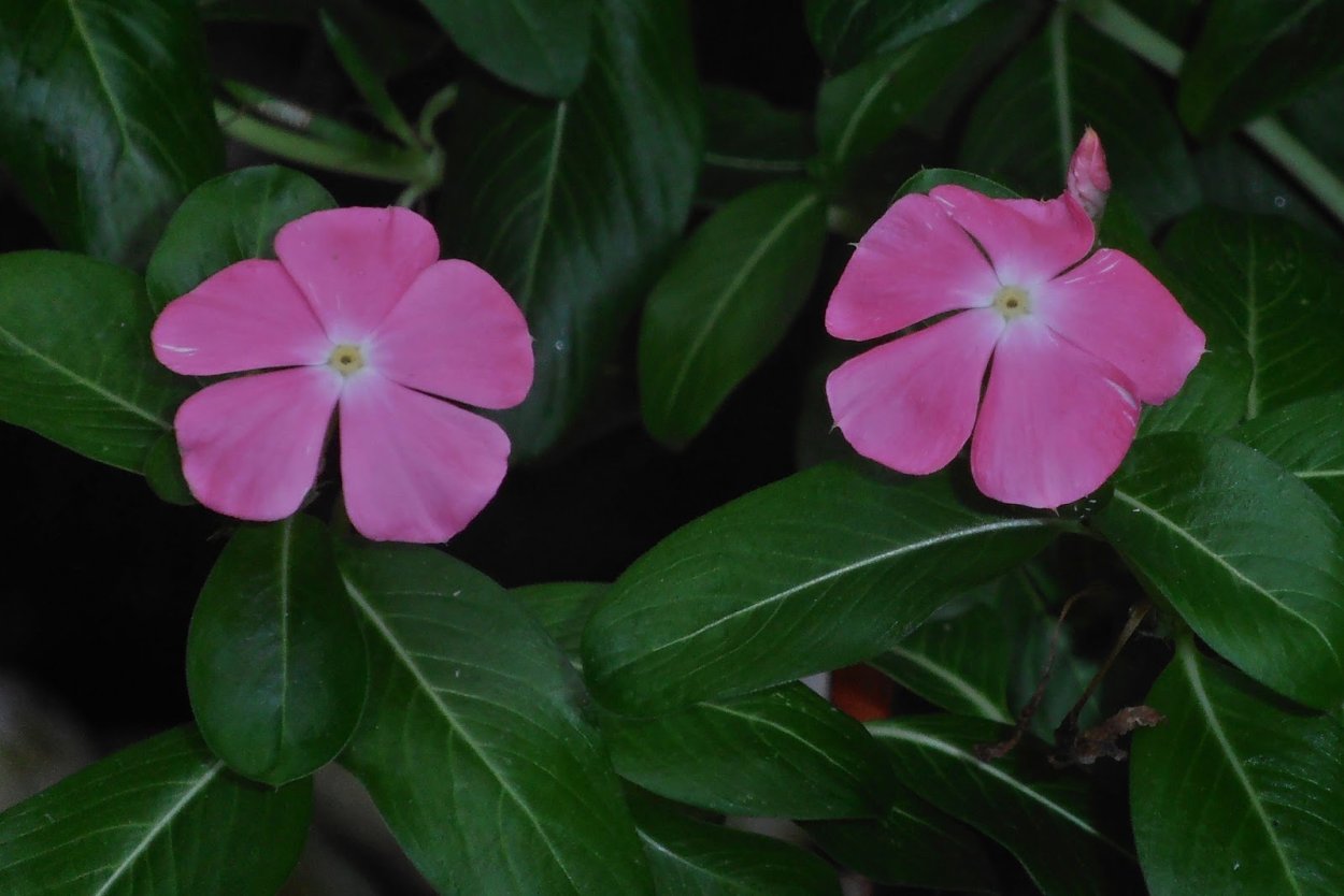 Катарантус САНШТОРМ