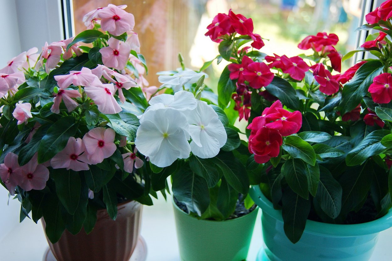 Катарантус цветок комнатный