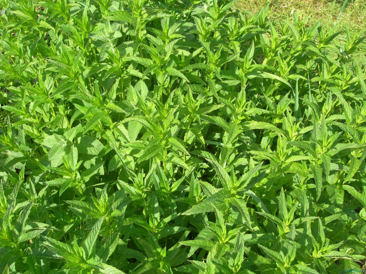 Мята перечная (Méntha piperíta l.)