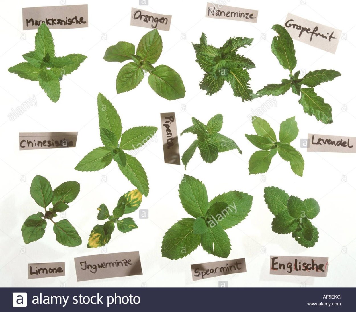 Мята швейцарская Swiss