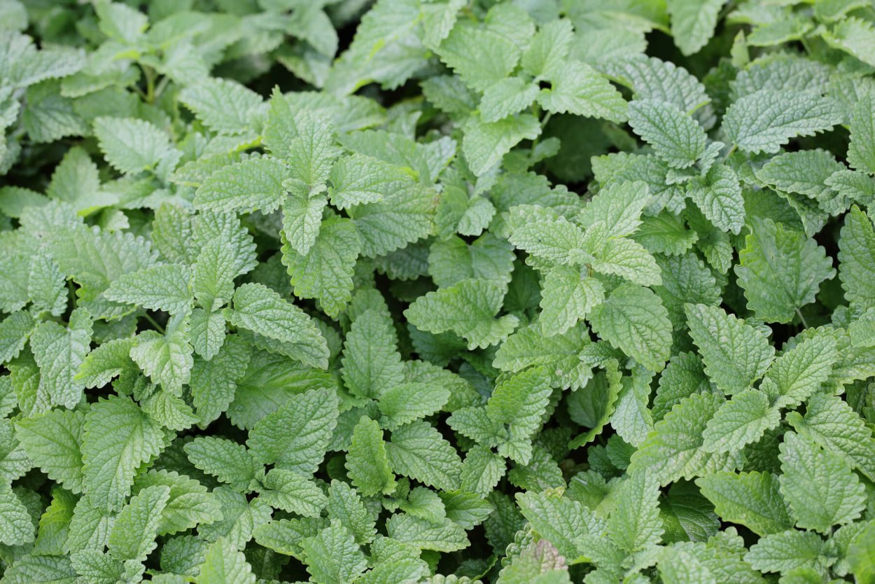 Мята Ананасовая Вариегата