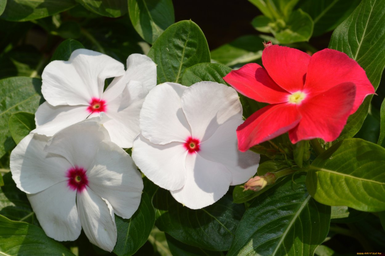 Катарантус Пацифика дип орхид