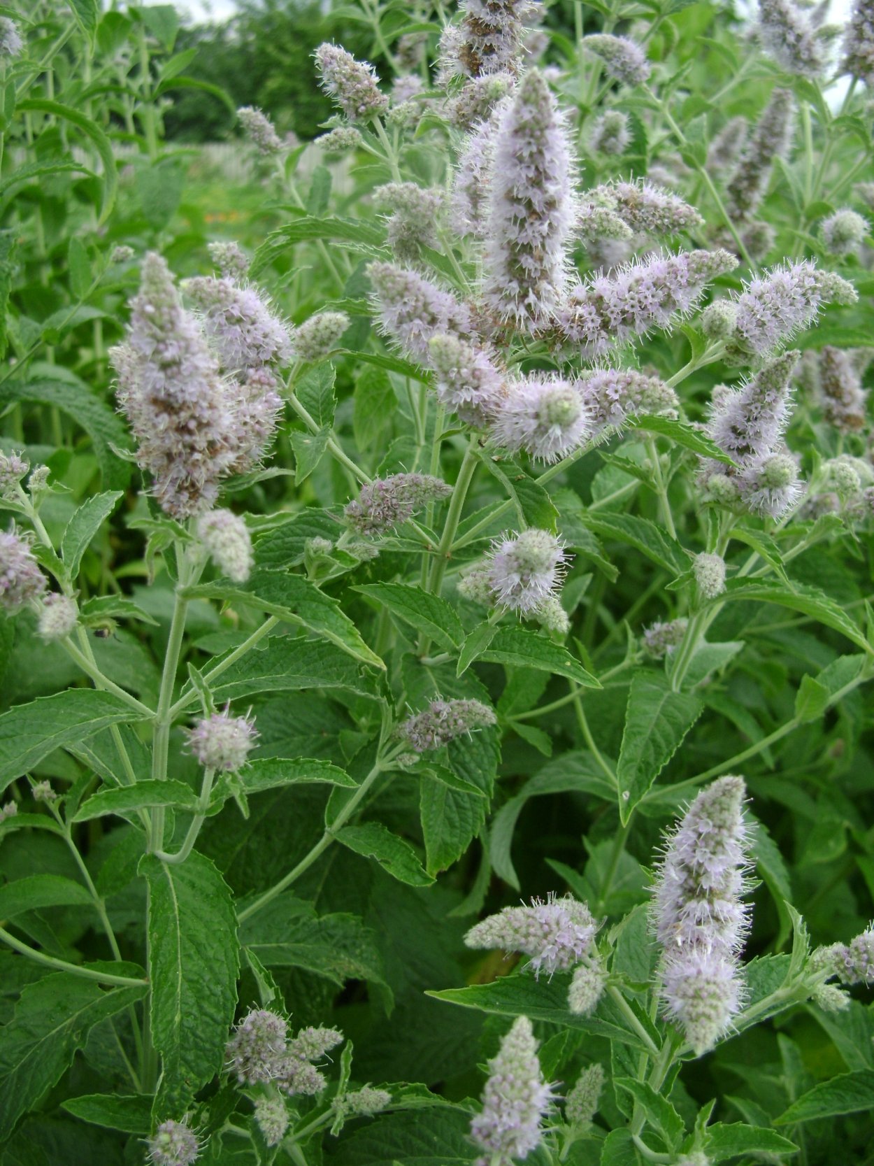 Мята душистая Вариегата