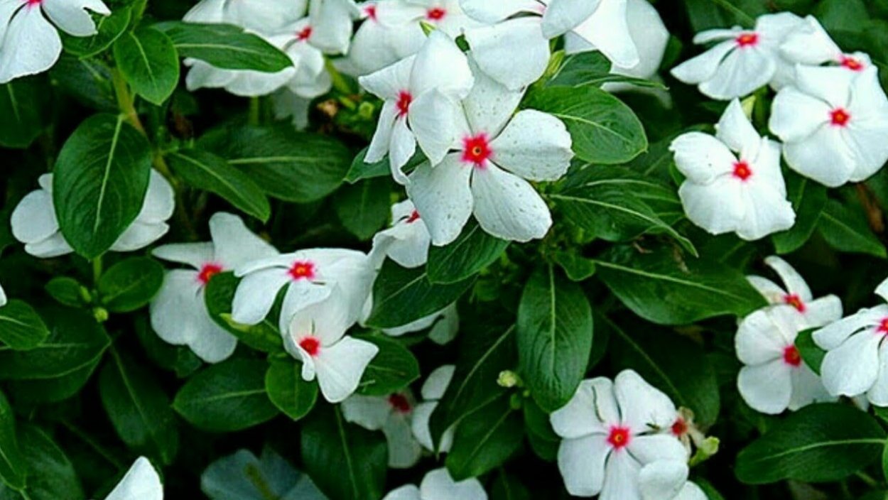 Флоксы катарантус