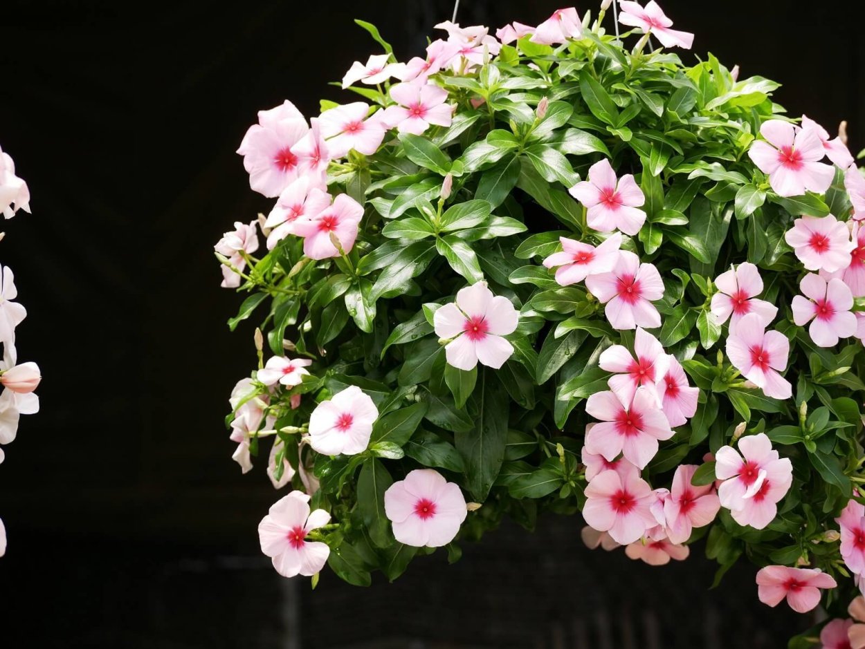 Катарантус розовый