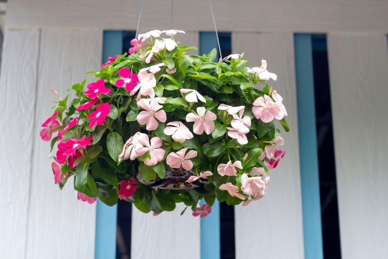 Катарантус («кайенский Жасмин»)