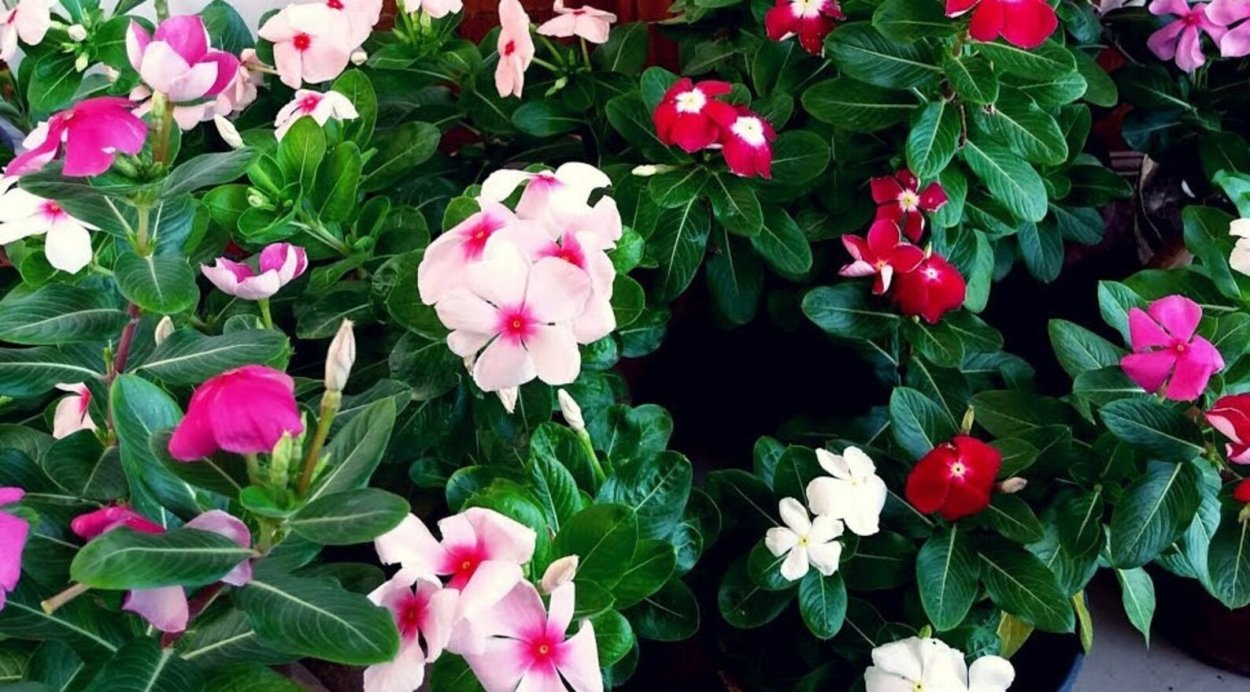 Катарантус Блэк черри