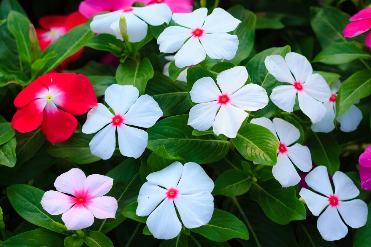 Катарантус roseus