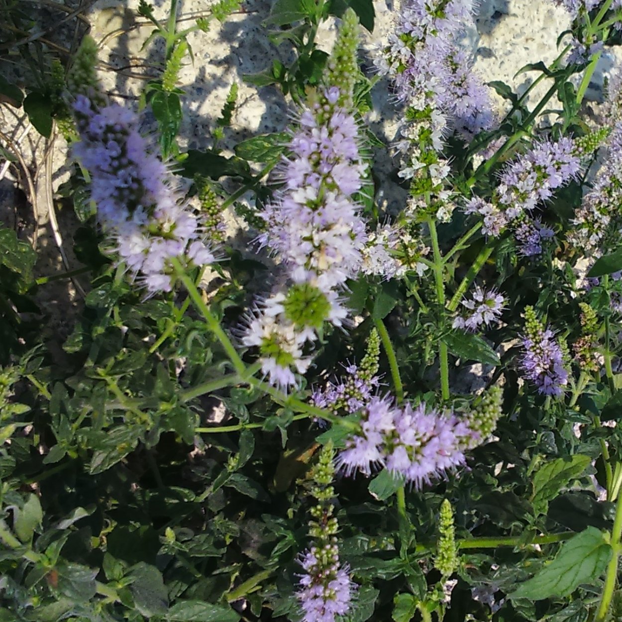 Кубинская мята