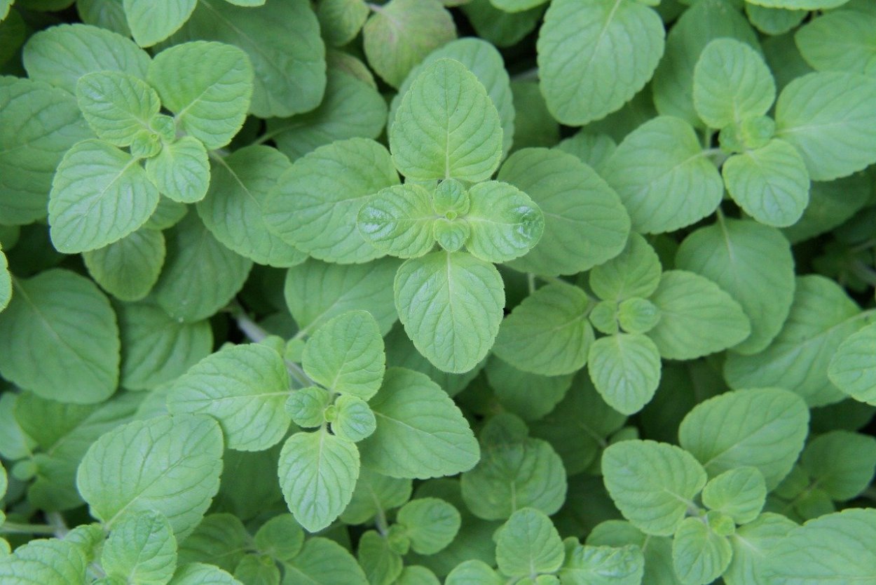 Мята шаровидная