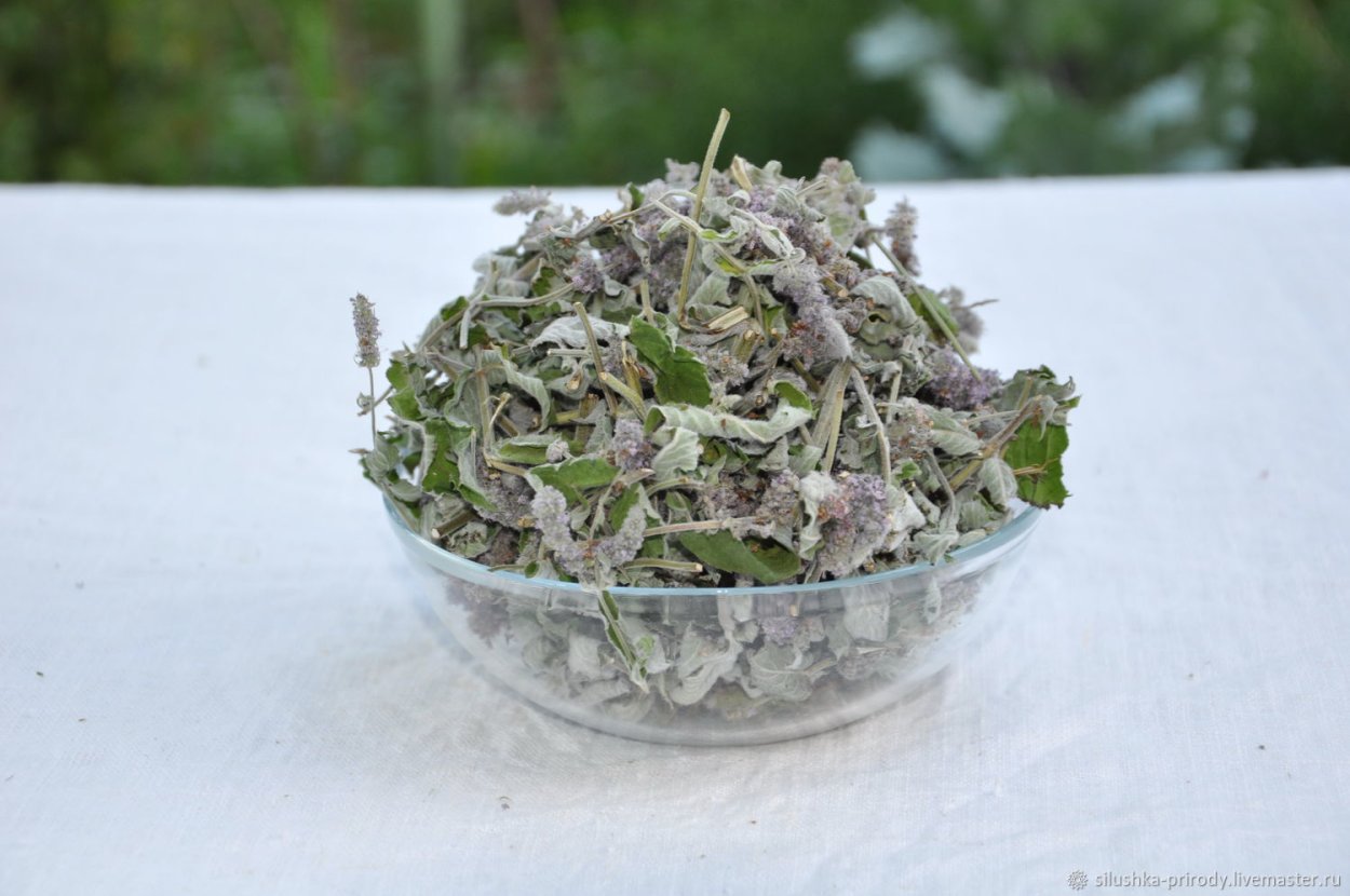 Мелисса длиннолистная