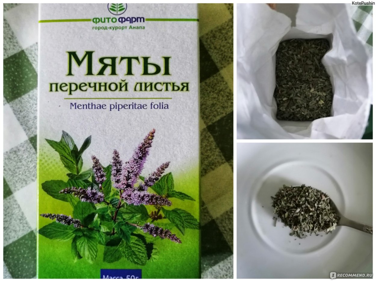 Мята длиннолистная чай