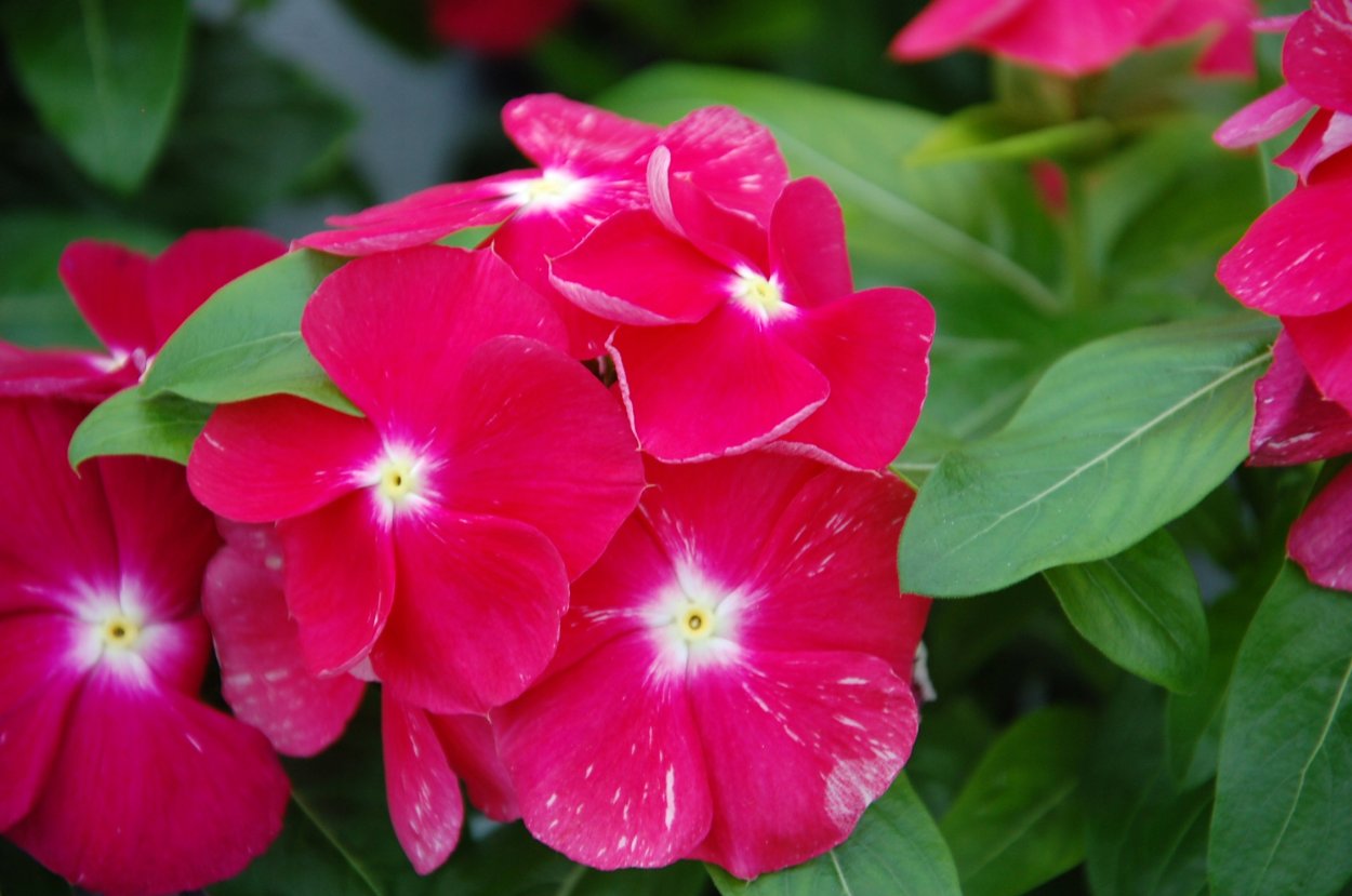 Барвинок катарантус