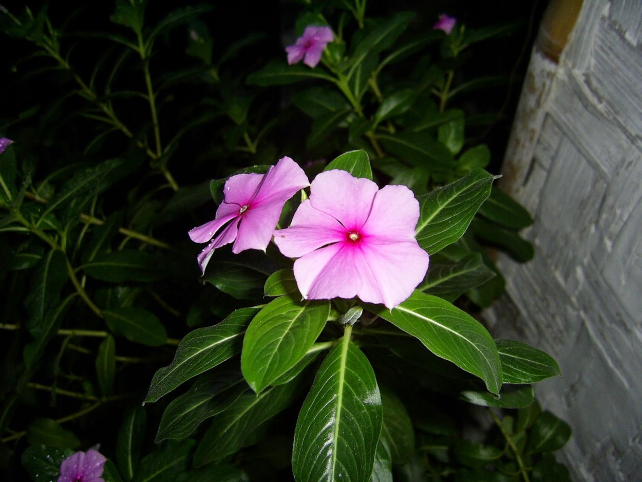 Катарантус бургунди Хало