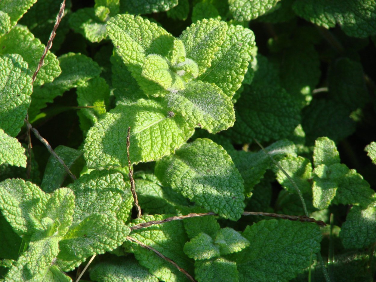 Мята перечная variegata