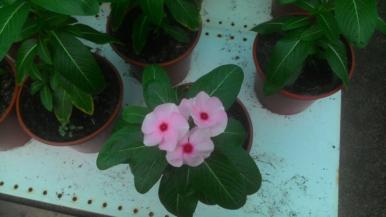 Катарантус Блуберри