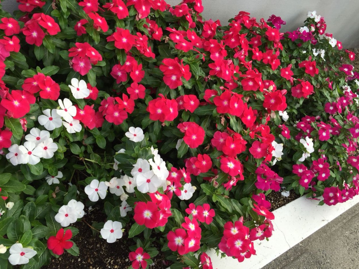 Катарантус («кайенский Жасмин»)