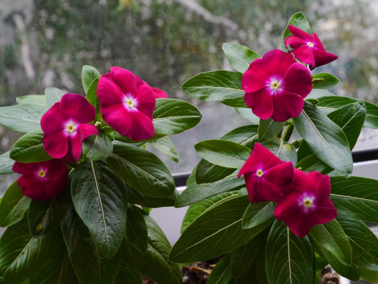 Катарантус («кайенский Жасмин»)