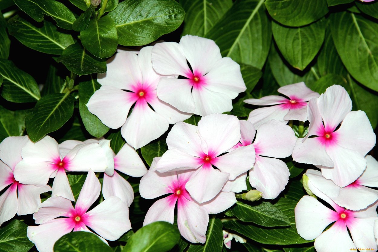 Катарантус Султан цветок