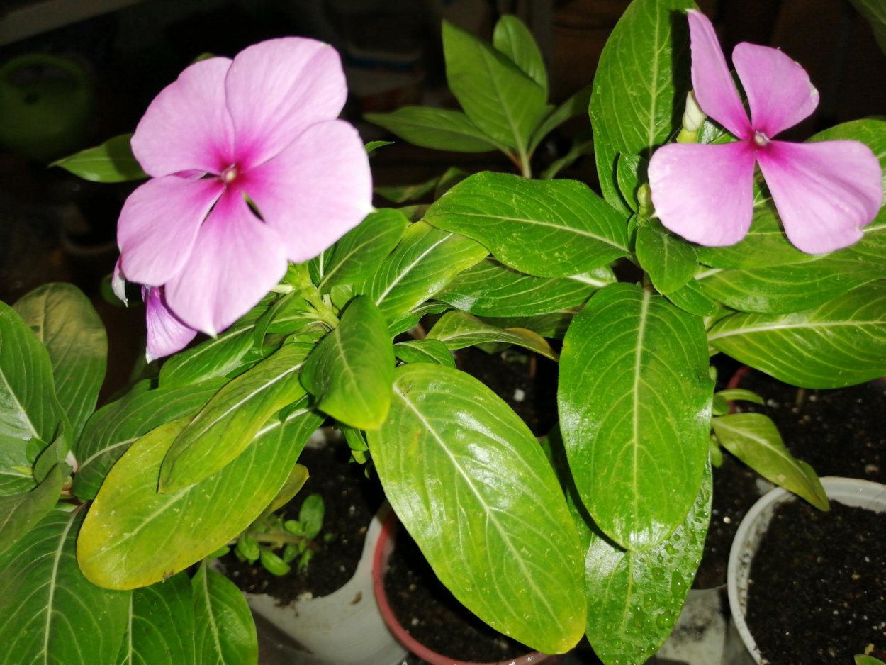 Цветы петунья катарантус