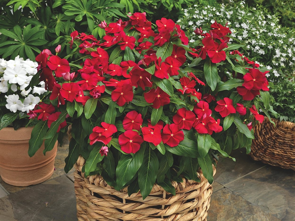 Барвинок травянистый