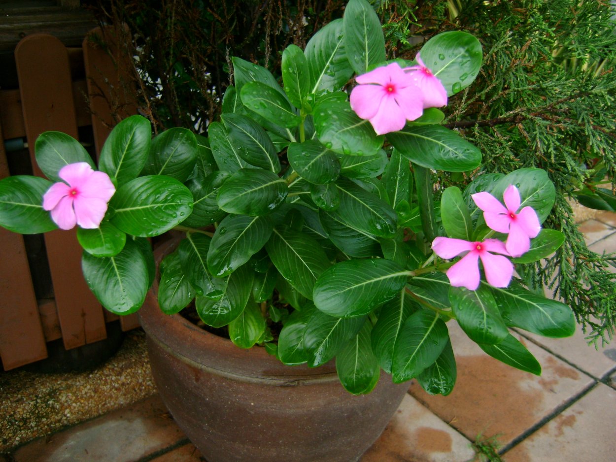 Катарантус Сиеста белый