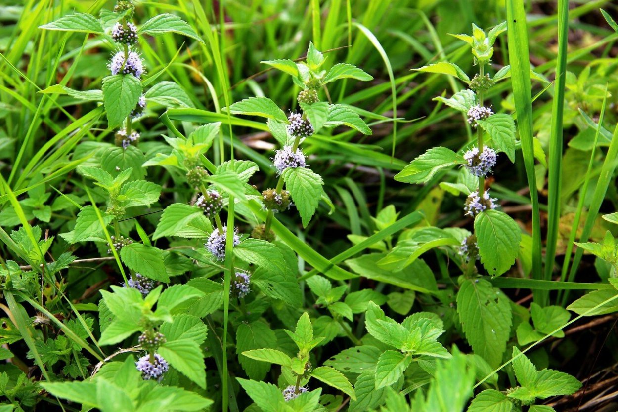 Котовник кошачий (мята лимонная