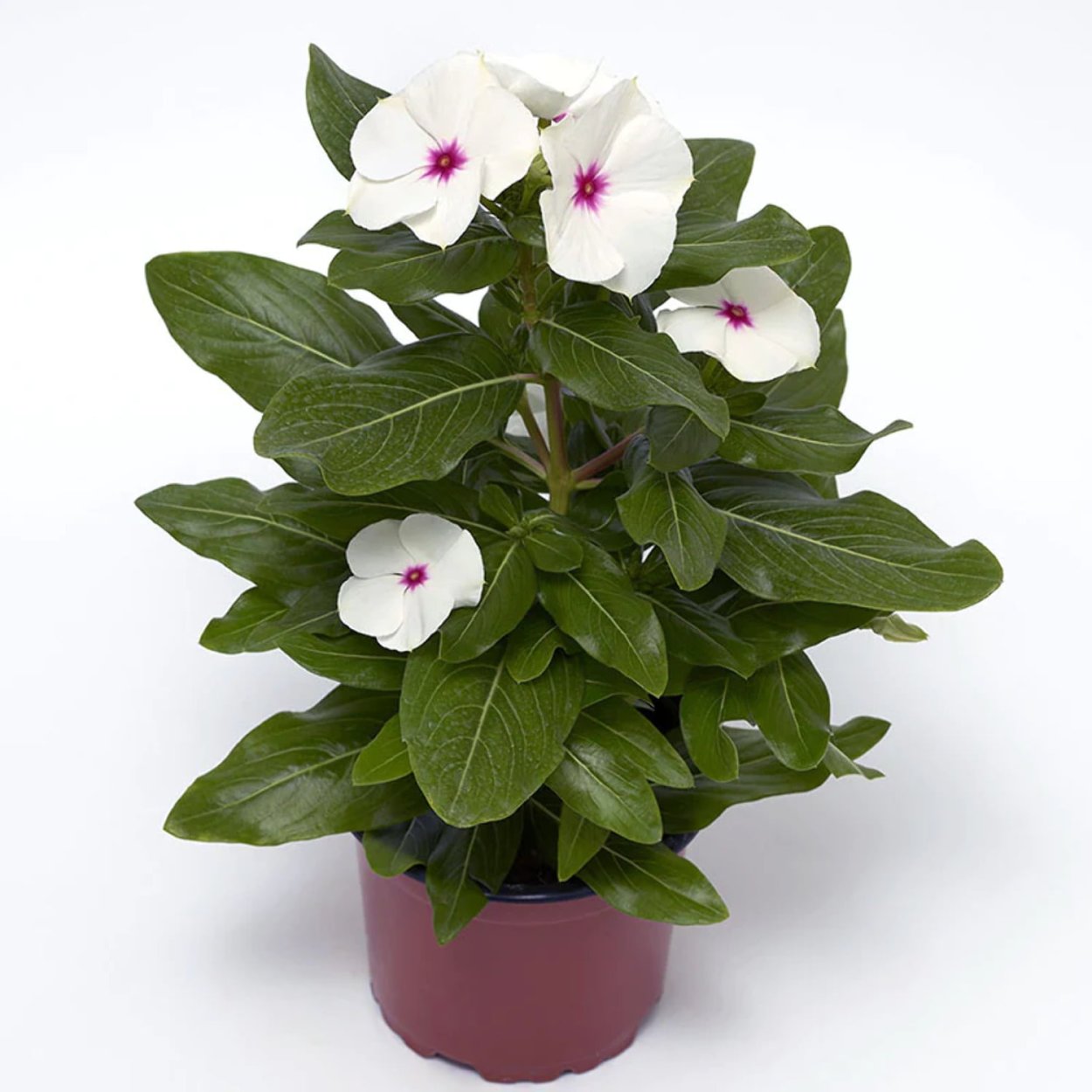 Катарантус и Вербена