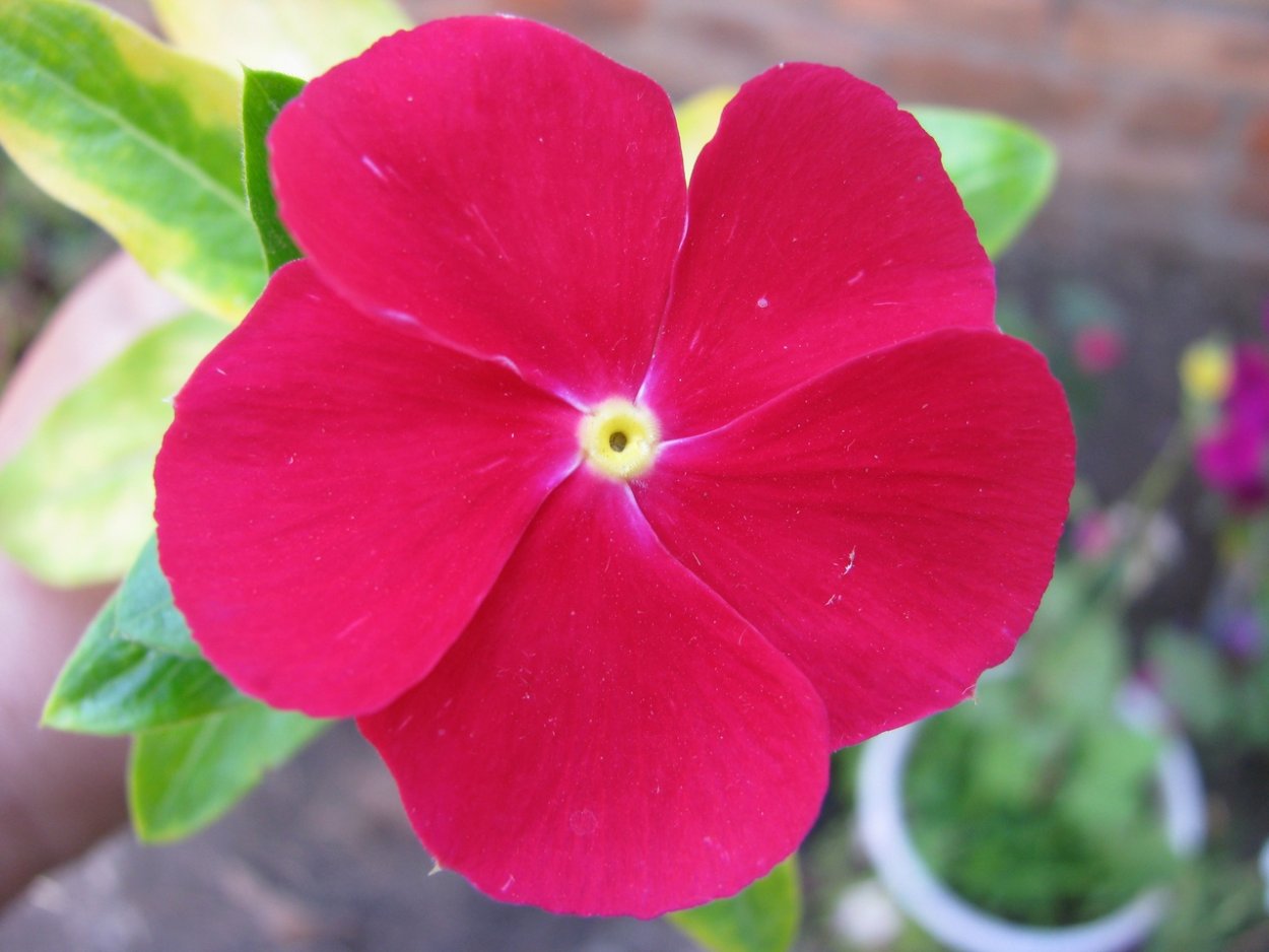 Катарантус Медитерранеан смесь