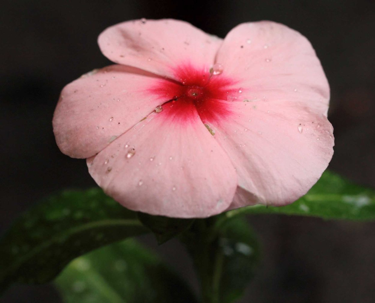 Катарантус Аристократ