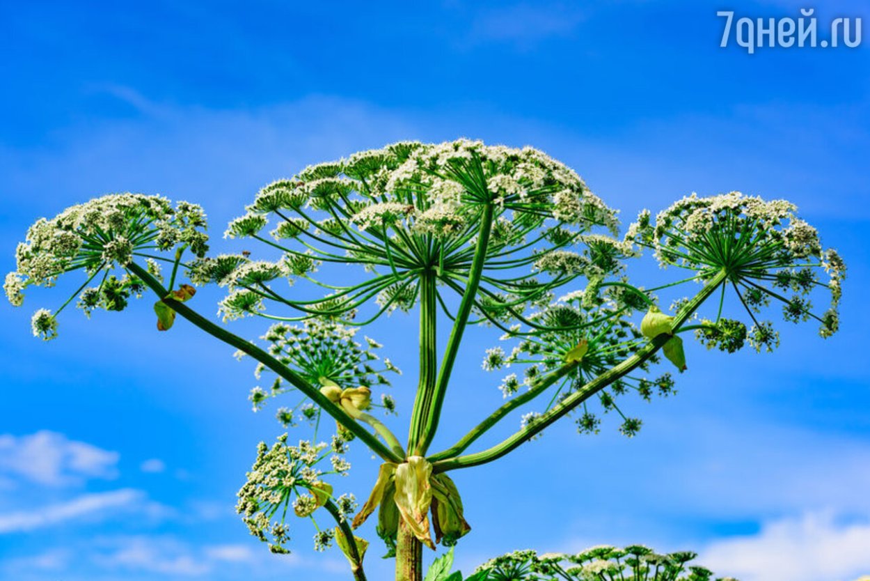 Купырь Лесной стебель