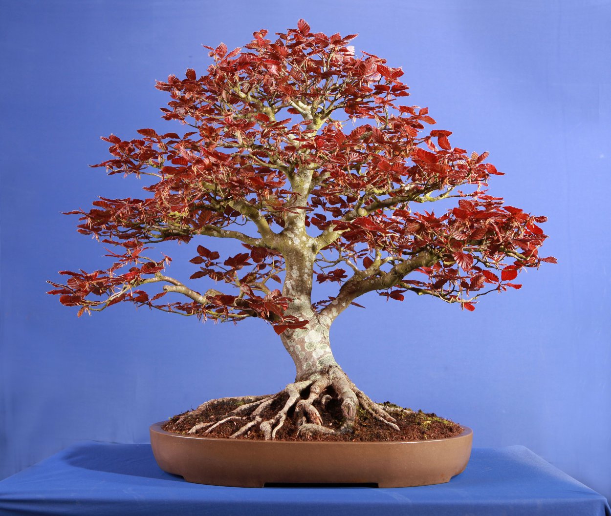 Fagus sylvatica Rohan